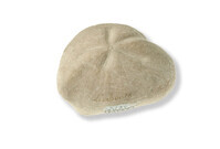 F 20180
<br/>
<br/>
<em></em>